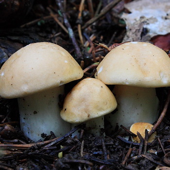 Champignon mai et photo de champignon ridé