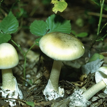 Description et photo d'un champignon pâle aux champignons: à quoi ressemble-t-il et comment le distinguer?