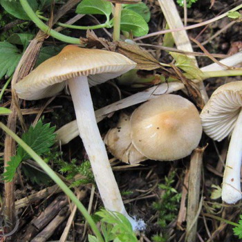 Fibre de verre aux champignons toxiques (photo et description)