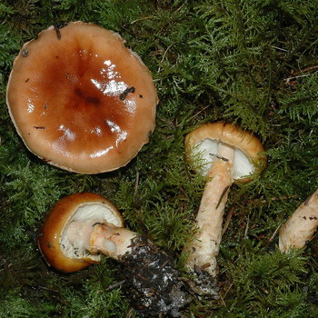 Ragasztó Limacella (Limacella glioderma) és Olaj Limacella (Limacella illinita)