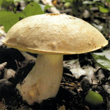 Ciuperca semi-albă