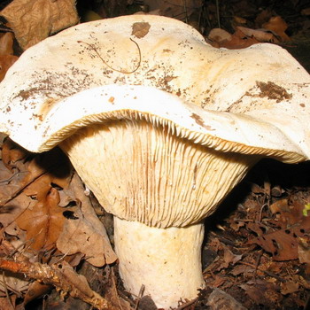 Sarcina uscată (sarcină albă) & # 8211; ciupercă comestibilă în pădure