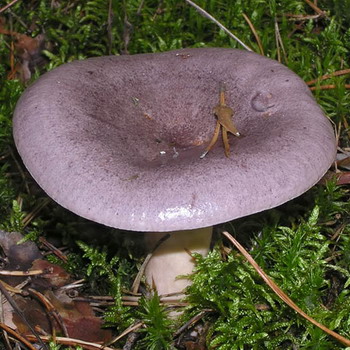 Serushka: description et photo du champignon