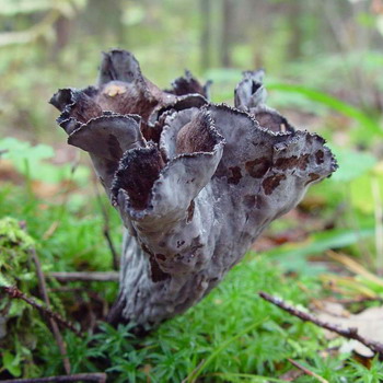 Entonnoir en corne: photo et description du champignon