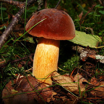 Dubovik: tipuri de ciuperci & # 8211; obișnuit și pătat