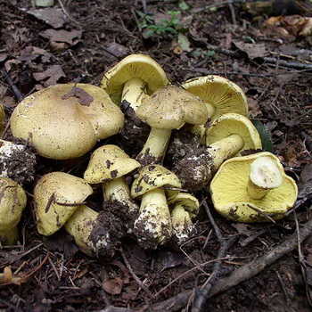 Fehérmályva és milyen ehető gombák néznek ki