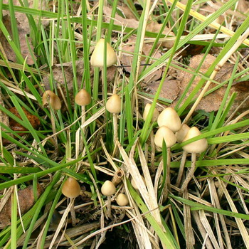 Psilocytes semi-lancéolés: photo du champignon et où le trouver