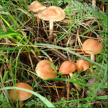 Ciuperci ciuperci de pajiște: fotografie și descriere