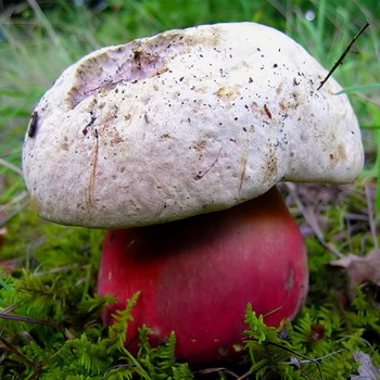 Ciuperca satanică: fotografie, descriere, duble și videoclipuri cu ciupercă otrăvitoare