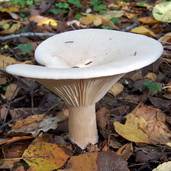 Mówcy: zdjęcia i opisy jadalnych grzybów