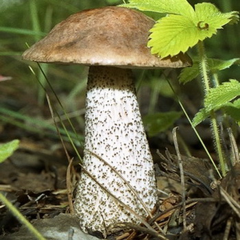 Boletus: photo, description du champignon