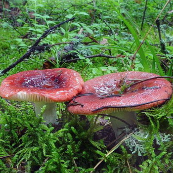 Russula non comestible: quels types de champignons ne sont pas comestibles