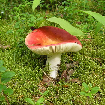 Russula: types de champignons et de photos