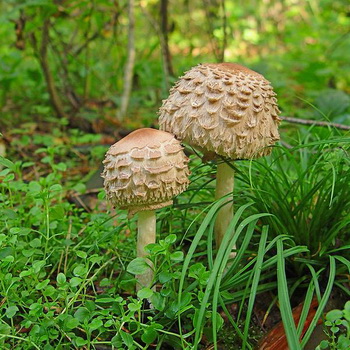 Ehető esernyő gombák: fénykép és leírás