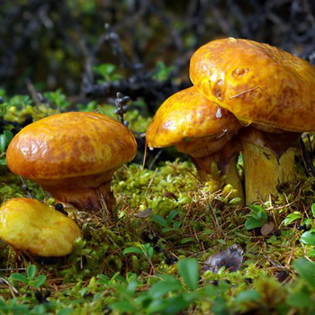 Maslata - champignons comestibles: photo, description
