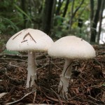 Sampinyonval & # 8211; ehető gombák: fénykép, a fajok leírása