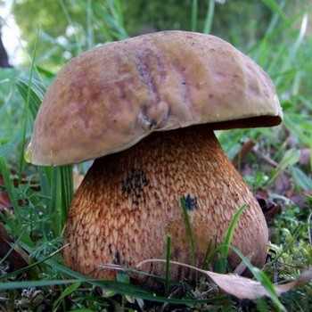 A quoi ressemble un champignon: photo et description