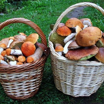 Charakterystyka głównych grup ekologicznych grzybów