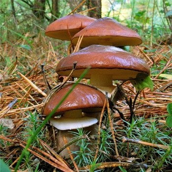 Sezonul culesului de ciuperci este uns în regiunea Moscovei