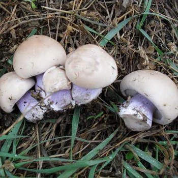 Cum să ciuperci ciuperci de picior albastru: rețete de casă