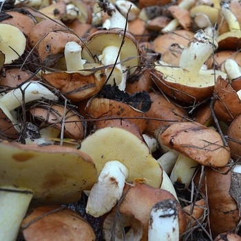 Tłuste grzyby: korzyści i szkody dla ludzkiego ciała