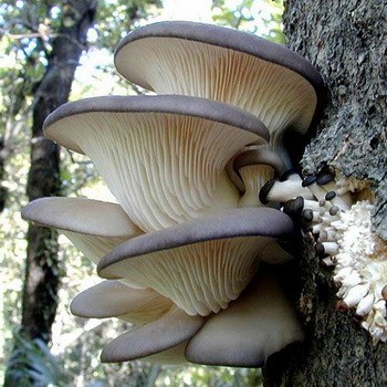Culesul de ciuperci Oyster: sfaturi pentru culegătorii de ciuperci începători