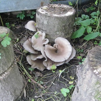 Unde și cum cresc ciupercile de stridii în pădure