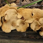 Ciuperci otrăvitoare - omologi de ciuperci de stridie