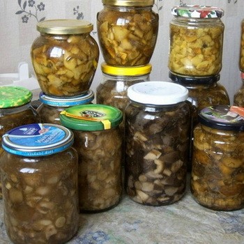 Recoltarea ciupercii de stridii pentru iarna acasă