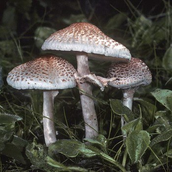 Umbre falsă de ciuperci: descriere și distribuție