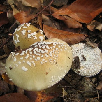 Doubles non comestibles: parapluies de champignons toxiques