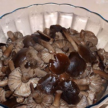 Mit lehet főzni benőtt gombákból: receptek