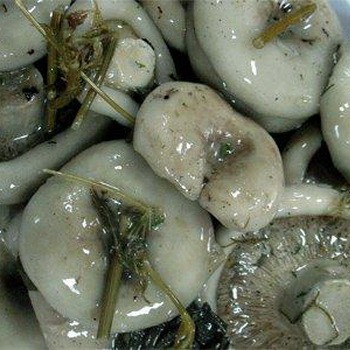 Poitrine salée: recettes de collations aux champignons