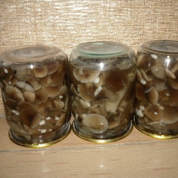 Nagy téli gombák: házi készítésű receptek