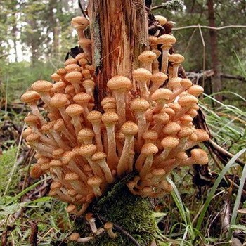 Gomba gombák Omszk és Omszk régióban