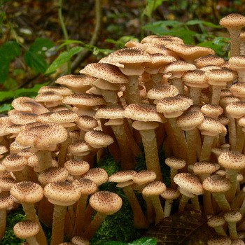 Miere de ciuperci din regiunea Ulyanovsk: unde cresc ciupercile?