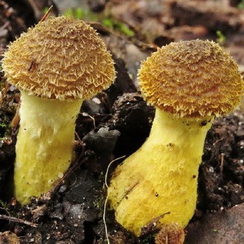Agaric au pied d'épinette: description du champignon comestible