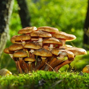 Medové huby v regióne Oryol: kde zbierať huby