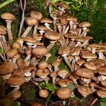 Gdzie szukać grzybów miodowych w Tula i regionie Tula