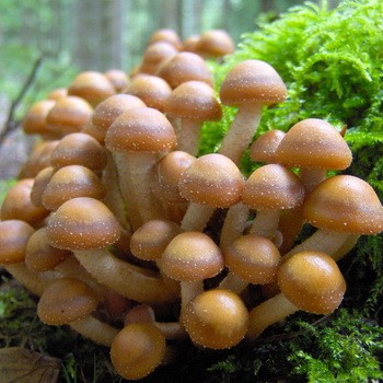 Ciuperci de toamnă și de iarnă în regiunea Kursk și Kursk