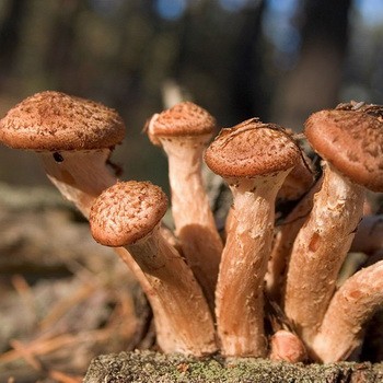 Colecția de ciuperci de toamnă în pădure