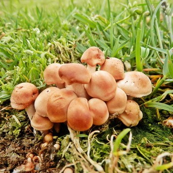 Jesienne i letnie grzyby miodowe rosnące na ziemi