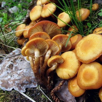 Ciuperci de vară, toamnă și iarnă în regiunea Saratov