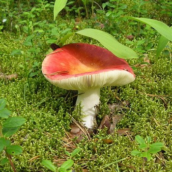 Où poussent les Rousses et à quoi ressemblent ces champignons?