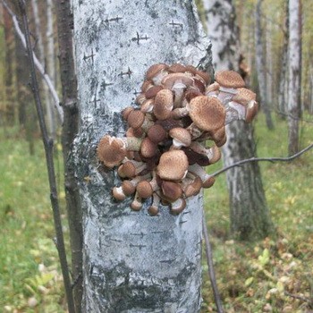 Medové huby pestované na brezach: jedlé a nepravé huby