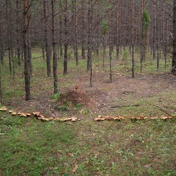 A gomba idő és növekedési körülményei az erdőben