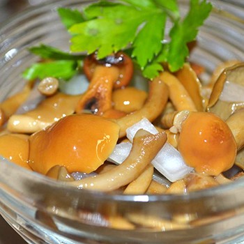 Récolte des champignons forestiers pour l'hiver: recettes de cuisine