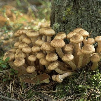 Jesienne i przypuszczalne grzyby miodowe w regionie Tula