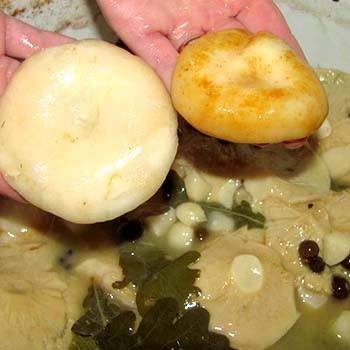 Gorące i zimne przepisy solenia białych grzybów w słoikach
