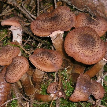 Jadalne grzyby świerkowe: zdjęcie i opis
